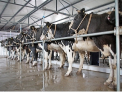 Hike in concentrated feed use in increasingly consolidated Chinese dairy sector