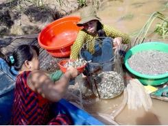 Đồng Tháp to flood rice fields for fertility, flushing crop disease pathogens