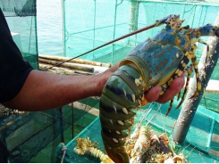 Thị trường thủy sản - tôm hùm thương phẩm giá tăng, đa dạng hàng thủy sản sang Trung Quốc