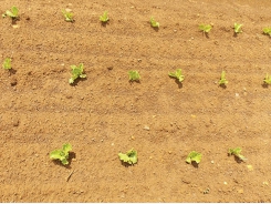 Planting and fertilising lettuce