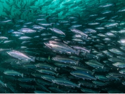 Tesco encourages salmon producers to use less fishmeal and fish oil in their feeds