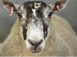 Gene variation study offers livestock breeding program insight