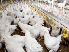 Understanding salmonella entryways in poultry may improve interventions