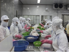 Pangasius exports expected to grow in the last months of the year