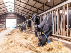 Adding lysine to dairy cow diets may improve intake during transition