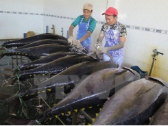 Greece increases imports of Vietnamese tuna
