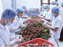 Vietnam’s agricultural exports in July reaches USD 3.4 billion
