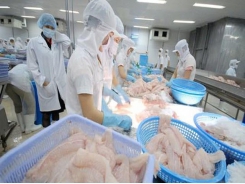 Pangasius exports to the US: strictly control antibiotics residues