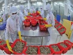 Shrimp exports increased by 19% in June