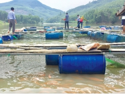 Fluctuating market fails Hà Tĩnh’s shrimp farmers in the new crop