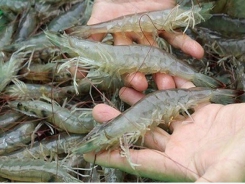Mekong Delta - Prices of white leg shrimp slightly decrease