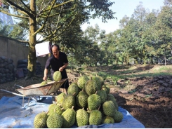 Mekong Delta to expand fruit, seafood production in response to climate change