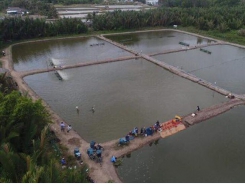 Bạc Liêu expands sustainable shrimp farming