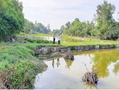 Tiên phong nuôi cá leo thương phẩm trong ao đất