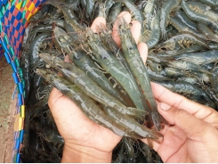 Shrimp harvest on hi-tech farms