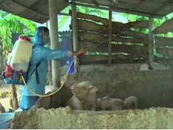 Bảo vệ vật nuôi sau lũ tại Quảng Trị