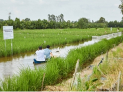 Ninh Bình’s farmers earn high income from rice-fish farms
