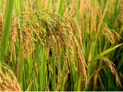 Rice industry ups production to take advantage of export opportunities
