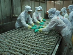Cà Mau targets 320,000 tons of shrimp production by 2025