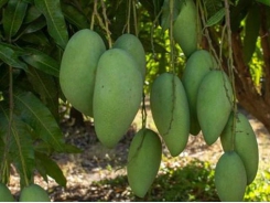 Vietnamese green mango exports to Australia double