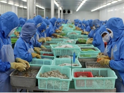 Vietnam's shrimp exports in the first six months up 5.7%