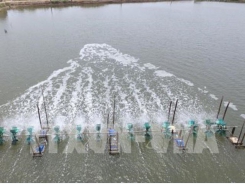 Trà Vinh expands lucrative high – tech shrimp farming