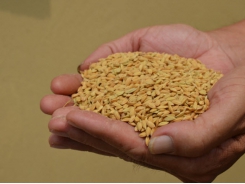 Kỹ thuật bảo quản lúa gạo Japonica luôn thơm ngon