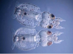 Biến đổi gene để loài mực mất sắc tố đen, gần như trong suốt