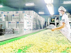 Cashew exports expected to prosper in the EU and US