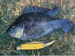 Mozambique warns of red spot disease among fish