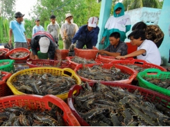 Shrimp sector decisively prevents value chain from being disrupted