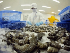 Korea increases in importing processed black tiger shrimp from Vietnam