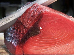 Processed tuna exports skyrockets