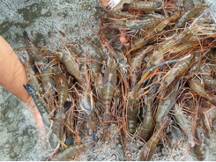 Prices of shrimp increase, tuna continue to fall