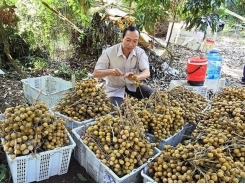 Batch of Vietnamese longan to be shipped to Australia