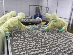 Shrimp exports in first six months up 5.7%