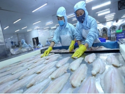 Pangasius prices in June decreased by 40% from last year