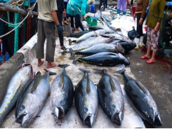 Tuna expecting EU market