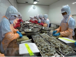 Vietnamese shrimp export to the US up 29% in H1