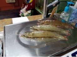 Why small-scale, tank-based shrimp production is on the rise
