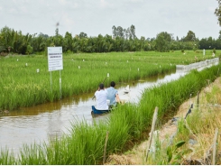 Kiên Giang - Build a large field of shrimp-rice