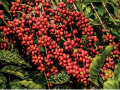 Brazil tìm cách giành thị phần cà phê đặc sản khi sản lượng tăng