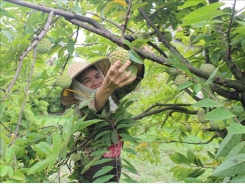 Farmers escape poverty thanks to custard apples