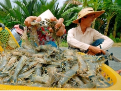 Big sized white leg shrimps are consumed slowly
