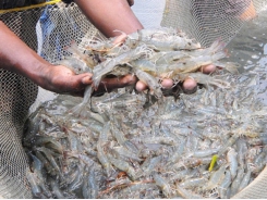 Super-intensive shrimp farming with three phases applied with high technology