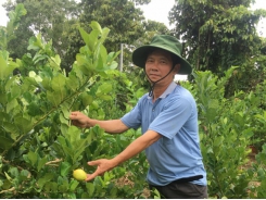 Thành công ban đầu với giống chanh vàng Mỹ