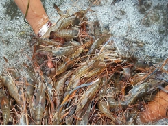Bến Tre - Develop an all-male giant tiger shrimp farm