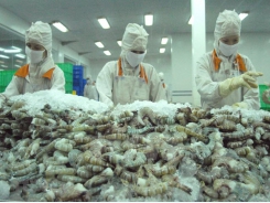 Shrimp exports see bright prospects in the next few months