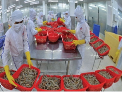 Vietnamese shrimp exports to China bounce back