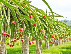 Dragon fruit exported to Australia grows well despite Covid-19